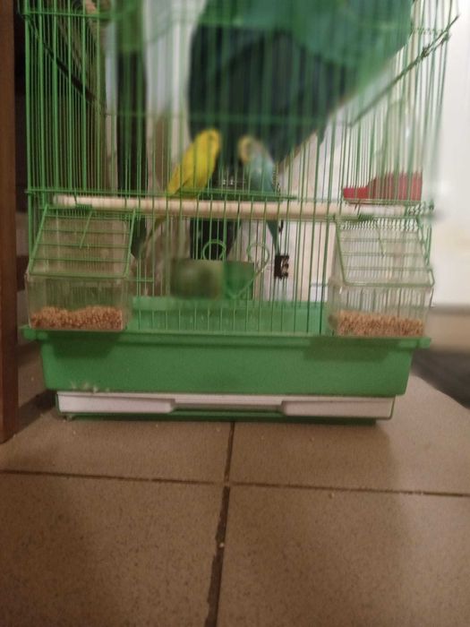 Vand o pereche de Perusi (papagali) cu colivie