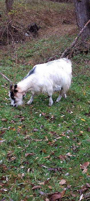 Vand 2 capre si o iada