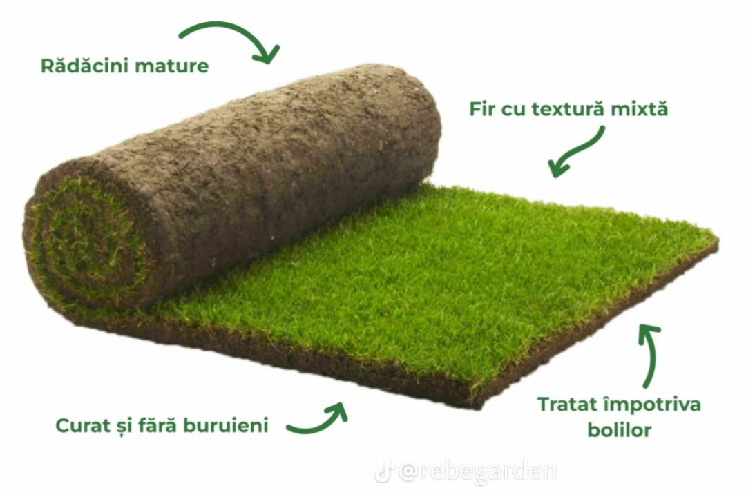 Rulouri de gazon plante ornamentale decorative