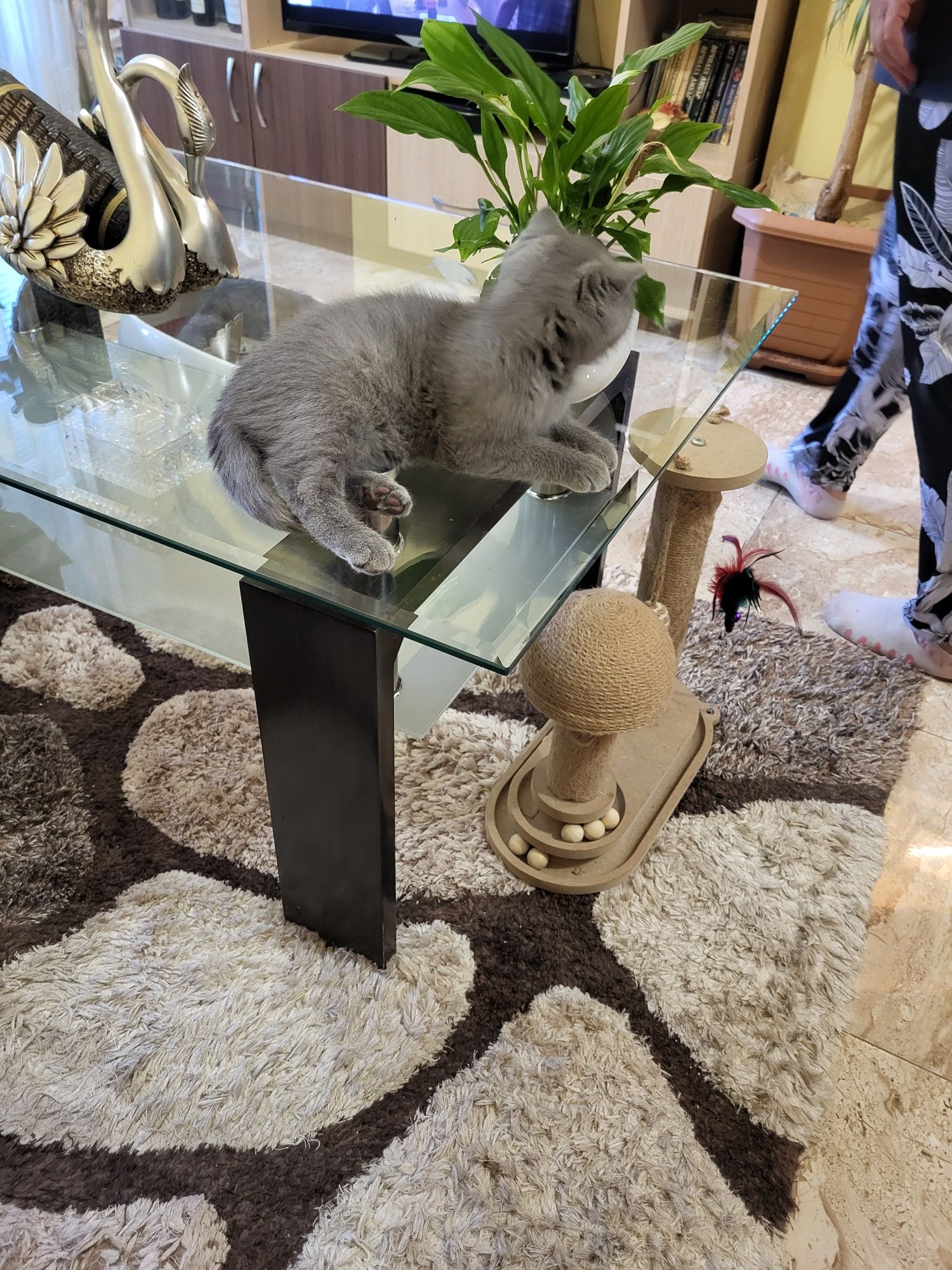Британско клепоухо коте