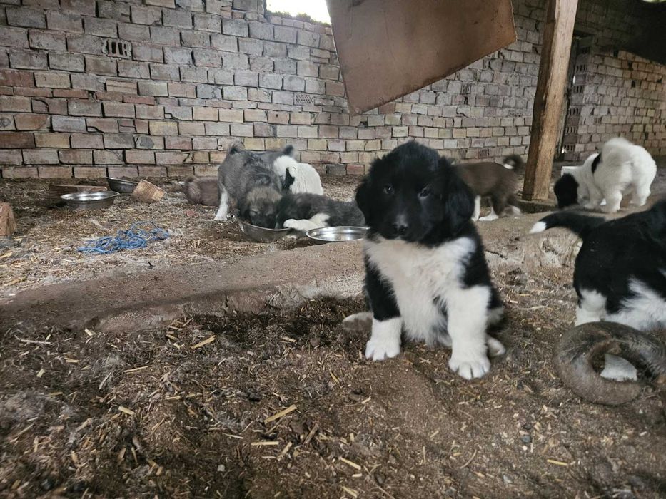 Българско овчарско куче (БОК)