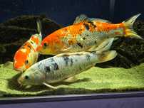 Vand Crap Koi 30cm
