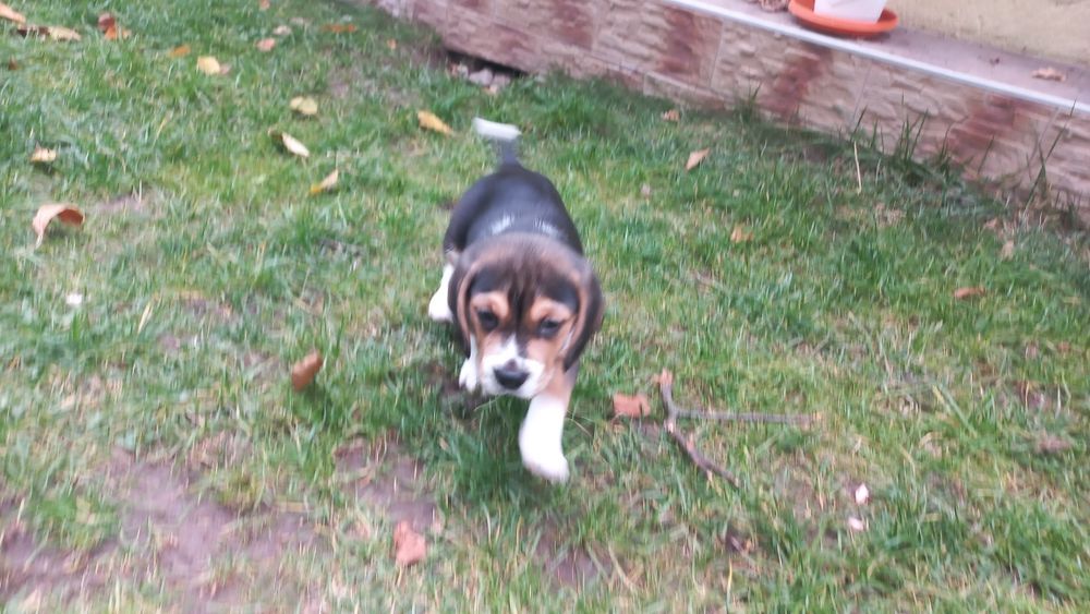 Бигъл Чистокръвни лимонени бигълчета