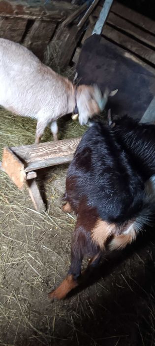 Capre metis de alpin