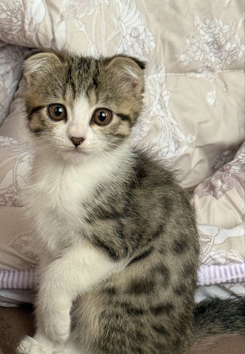 Котенок вислоухий фолд