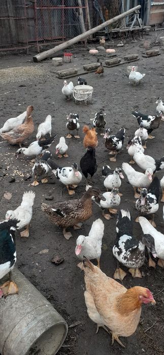 Vand rațe mute tinere