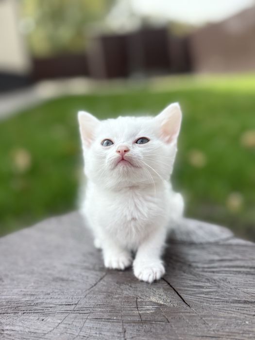Отдам котят девочки все