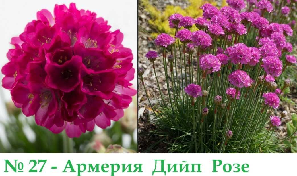Многогодишни Градниски Цветя – ЦЕНА 2,99 лв./бр.