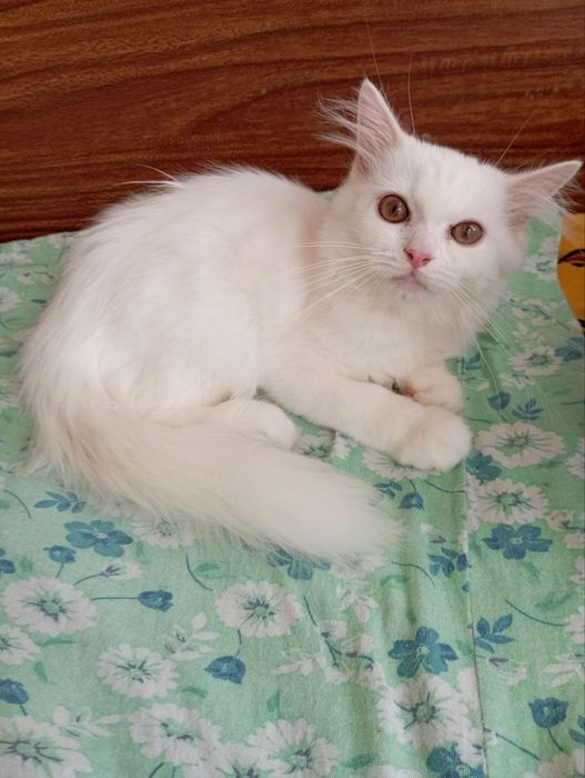Белоснежный котёнок мальчик 4 мес.