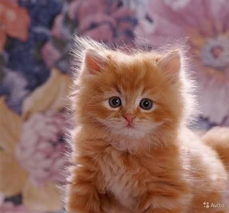 Котята рыжие с длинной шерстью полупородистые