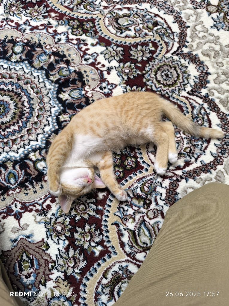 Кошечки красивые