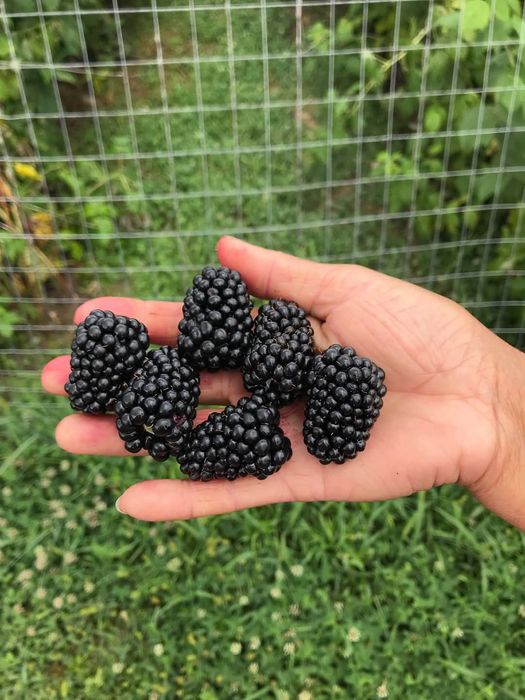 Vând butași zmeură și mure