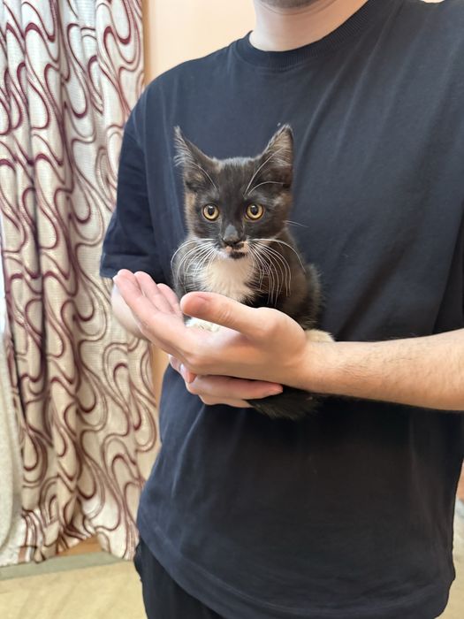 Котенок , мальчик в добрые руки