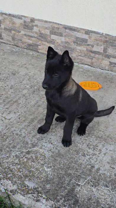 Ciobănesc Belgian Malinois