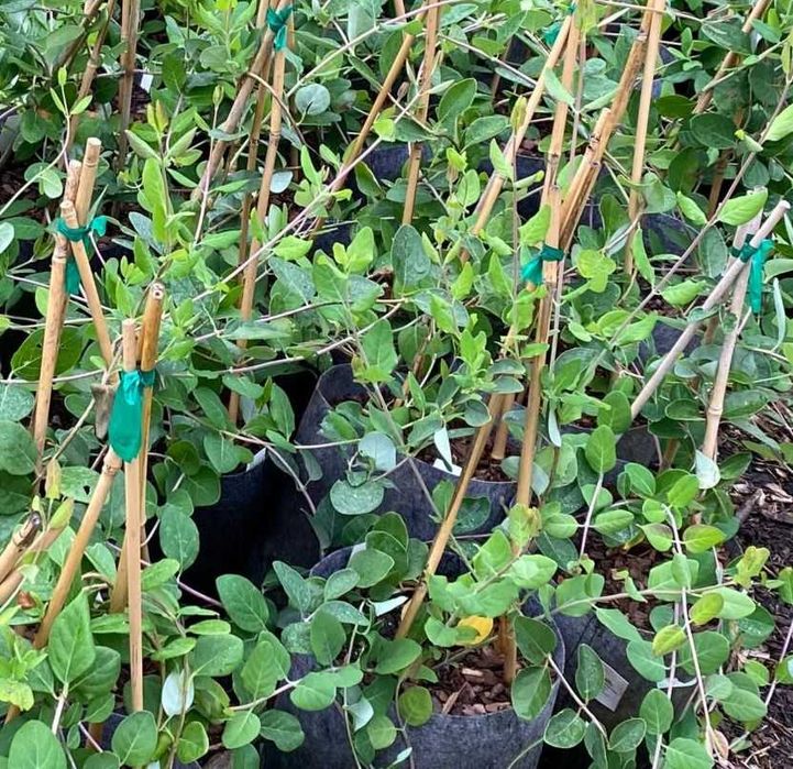 Lonicera japonica -caprifoi-gard viu   oferta 100 bucati
