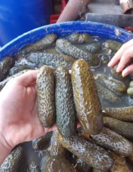 Castraveti murati in saramura