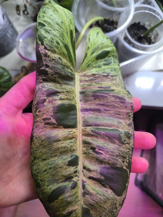 Филодендрон Параисо Верде комнатный цветок