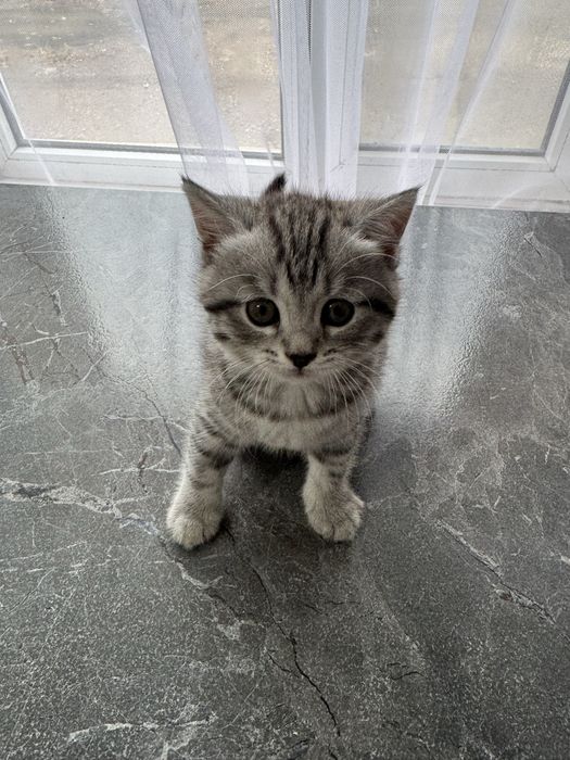 Котенок шотланский прямоухий