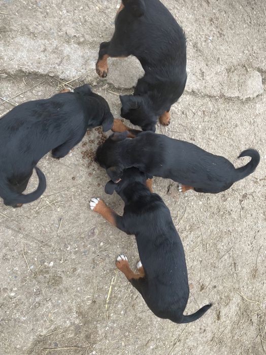 Bunaaa,cautam  o casuta noua