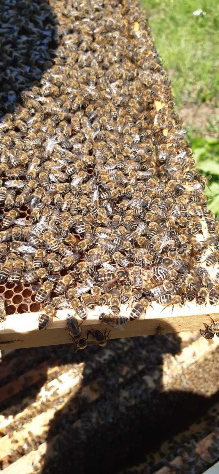 Vand familii de albine si ceara