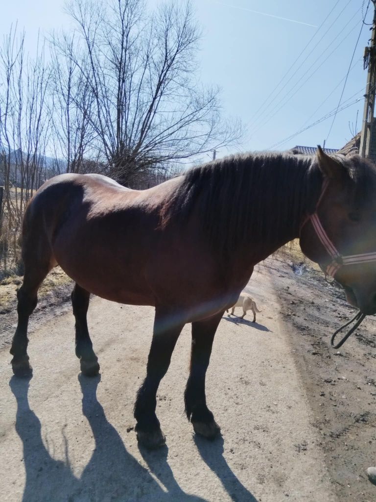 Vând armasar de 6 ani