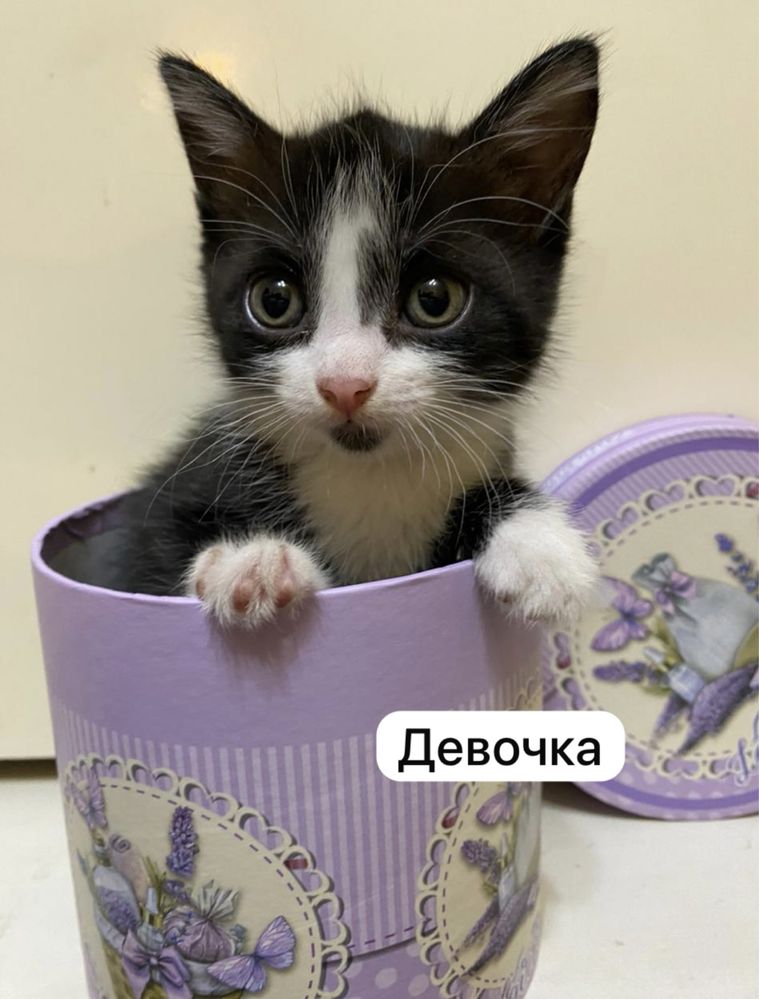 4 прелестных котенка