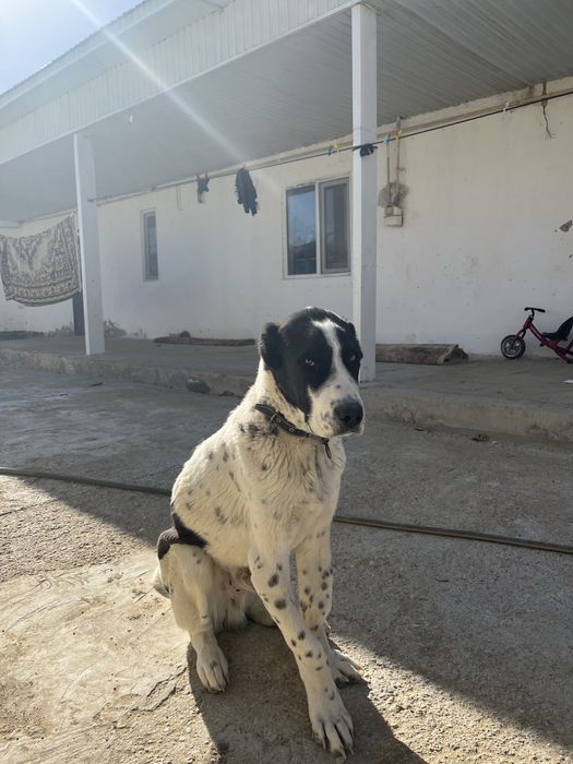 Стефаннын прямой күшігі сатылады