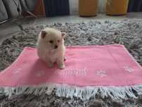 Caut stăpâni iubitori!!Suntem de rasa pomeranian și suntem 4 frățiori