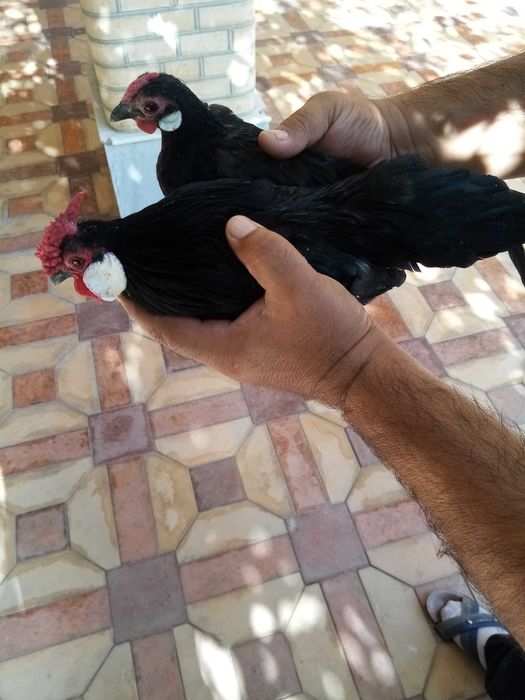 Бентам Японча сотилади