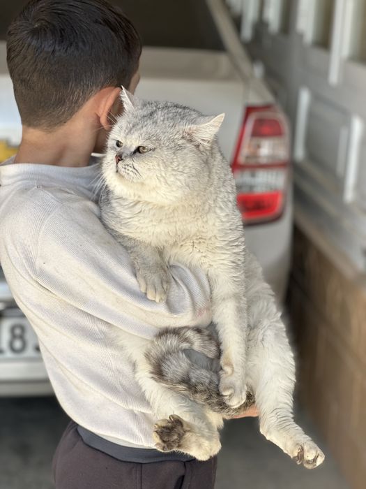 Britaskiy Seribristiy shinshilla