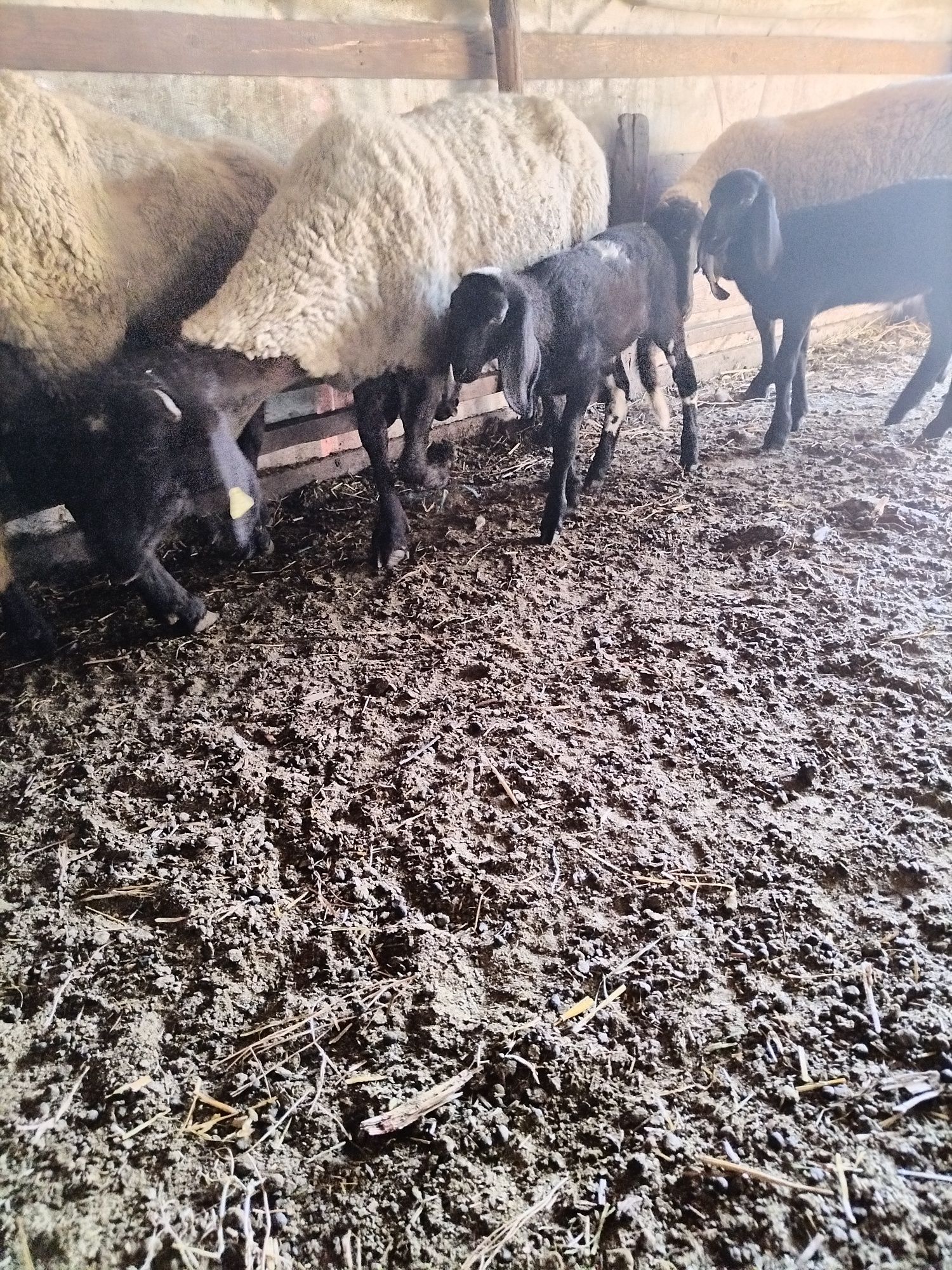 de vânzare trei oi cu miei lânga ele si un berbec noatin