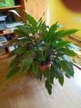 Planta ornamentala de camera Crinul pacii Spathiphyllum