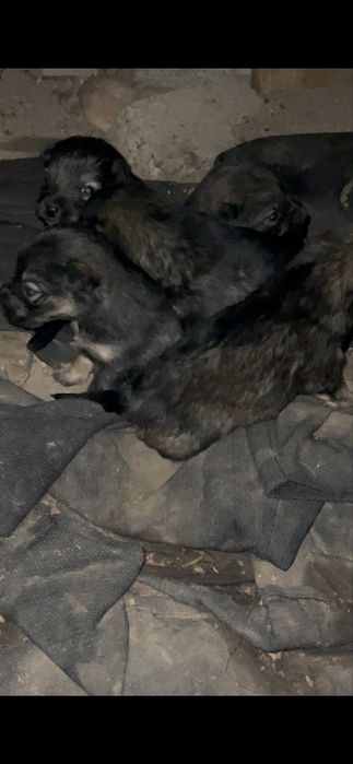 Отдам щенков в добрые руки