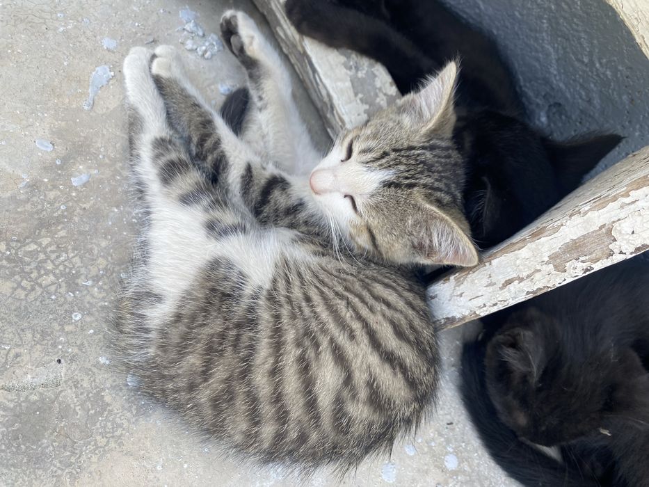 Отдам котят в хорошие руки