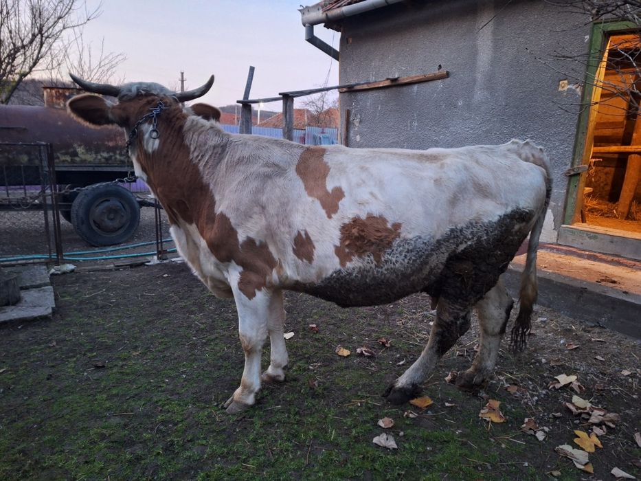 Vaca de vânzare pentru abator