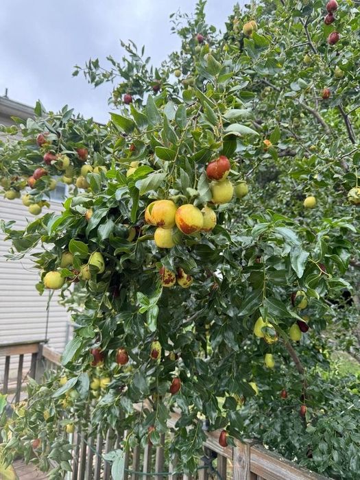 Curmal chinezesc jujube anul 4 la ghiveci