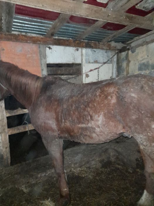 Айғыр жылқыыыыыыы