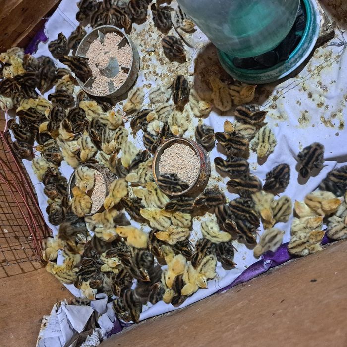 Бөдене балапандар сатылады 170 тг