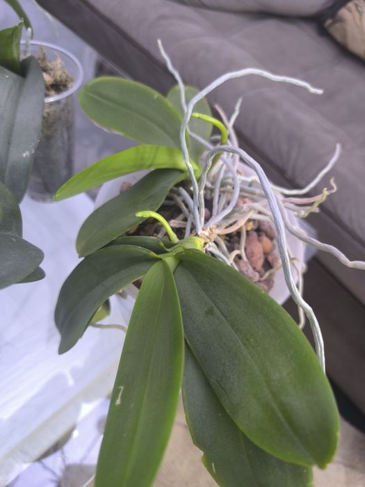 Продам свои орхидеи 10 штук