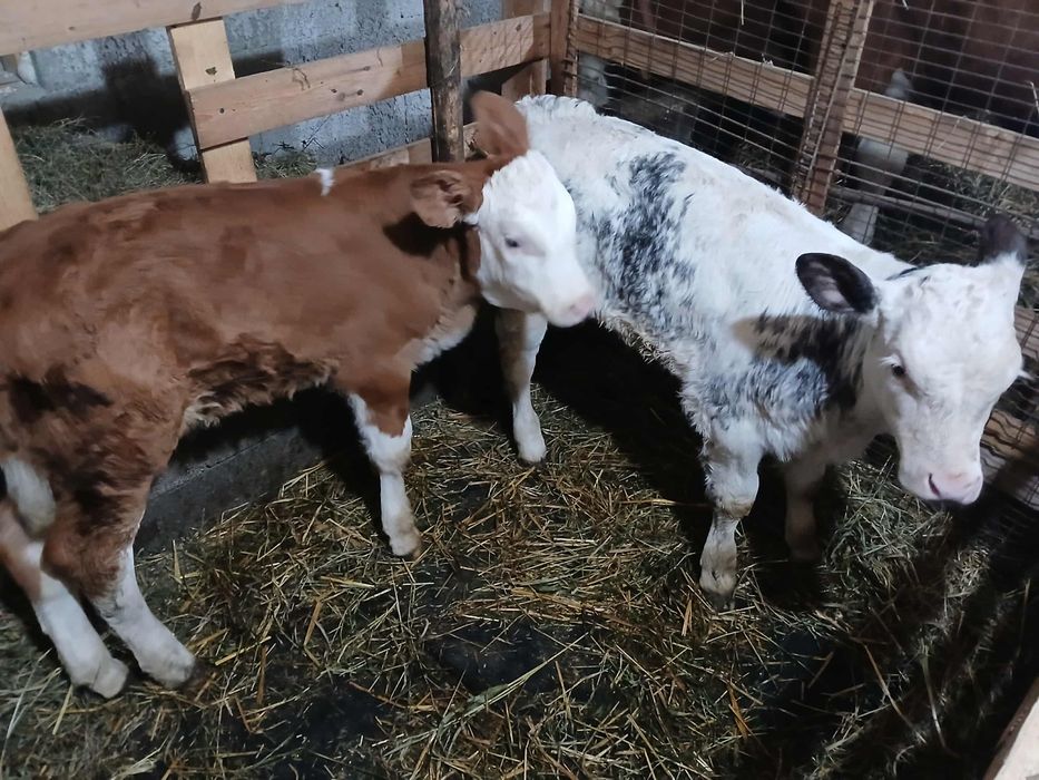 Vând viței în sat Tirimia