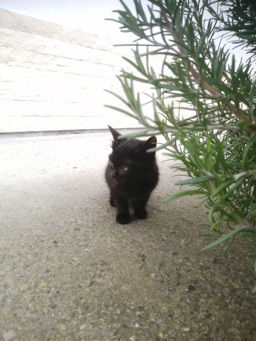 Donez pui de pisică