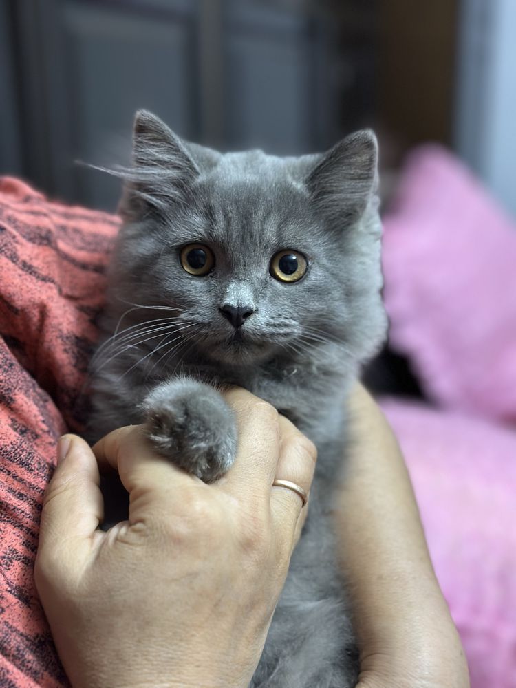 Британский скотиш фолд и скотиш страйт