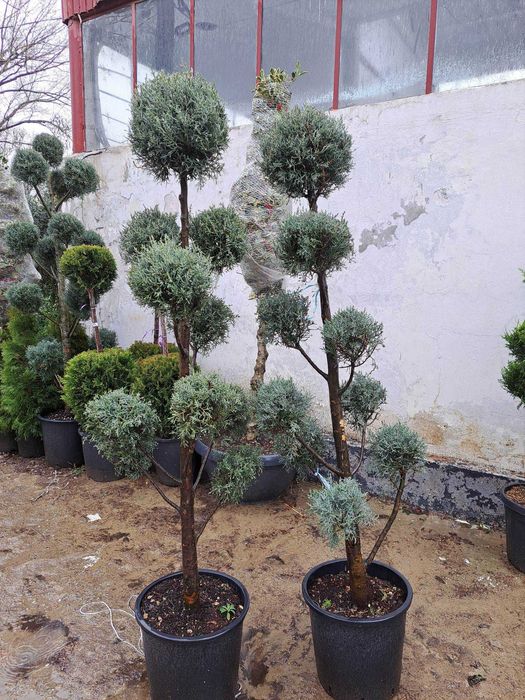 Plante decorative pentru grădini verzi tot anul