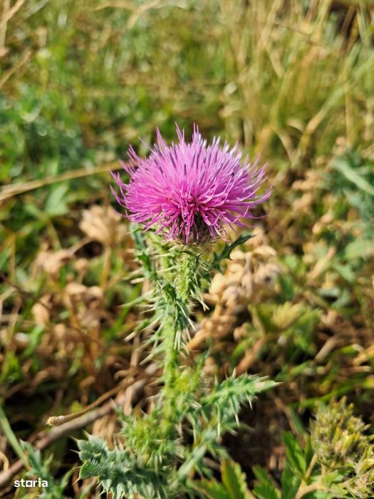 Parcari Floresti,Apahida, Cluj-Napoca