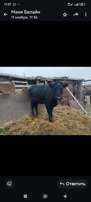 продам тёлку1.5года