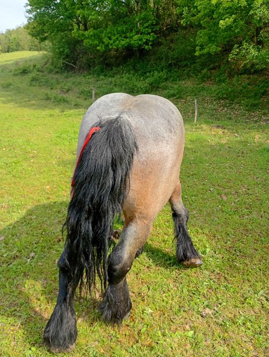 Vând sau schimb armăsar