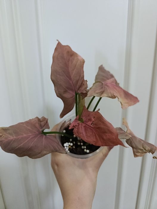 Сингониум Орм Наг Рэд