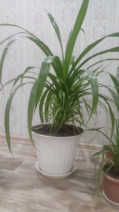 Цветы продам или обмен на салаты