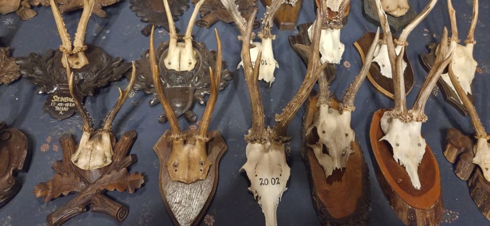 Vand trofee de cerb lopatar,carpatin,caprior,capra neagra. Vezi 8 poze