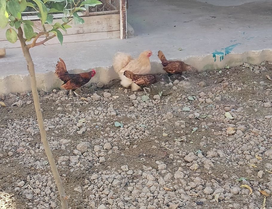 kareskiy sebraytlar sotiladi